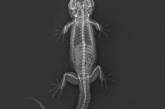 Животные в рентгеновских снимках от Лондонского зоопарка. ФОТО