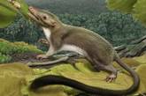 Все плацентарные животные произошли от мыши с пушистым хвостом 