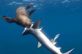 В Южной Африке тюлени начали нападать на акул (Фото)