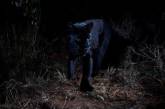 Впервые за 100 лет удалось заснять черного леопарда. ФОТО