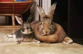 Сеть в восторге от кролика, полюбившего упитанную крольчиху. ФОТО