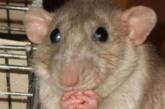 Живодера, который питался бездомными животными, съели крысы