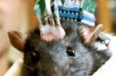 Крысы-киборги освоили инфракрасные лучи