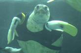 Черепахе-инвалиду подарили протезы ласт 