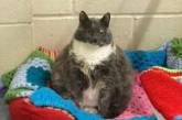 Самой толстой кошке Британии нашли новый дом. ФОТО