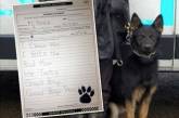 В Великобритании прокуратура попросила написать рапорт служебного пса