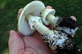 Самый ядовитый в мире гриб появился в Европе