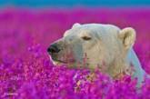 Полярным медведям устроили фотосессию среди цветов. ФОТО