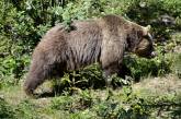 В Швейцарии убили единственного в стране медведя 