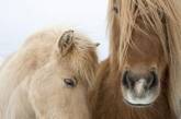 Лошади Исландии в ярких снимках. Фото