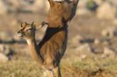 Африканская антилопа удивила фотографа акробатическим трюком. ФОТО
