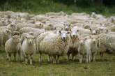 В США компания наняла на работу овец