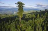 Так выглядят самые высокие деревья на планете. ФОТО