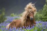 Дикие лошади Исландии на снимках. ФОТО