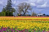 Фестиваль тюльпанов в Орегоне. ФОТО