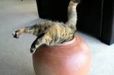 Толстый кот чудом пролезает в горлышко вазы, которое в два раза уже него самого