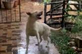 «Настоящий восторг»: в ЮАР собака впервые увидела дождь. ВИДЕО