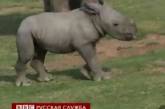 В США показали детеныша редкого носорога