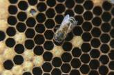 Наночастицы с пчелиным ядом уничтожают ВИЧ