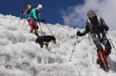 Подружившаяся с альпинистами собака установила впечатляющий рекорд. ФОТО