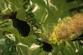Ученые обнаружили червей, которые могут переваривать пластик. ФОТО