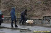 В Луцке на встречу с Порошенко привели свинью в подгузнике. ФОТО