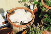 Забавные коты, проявляющие интерес к садоводству. ФОТО