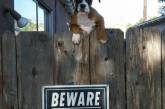 Кто скрывается за табличкой «Осторожно, злая собака». ФОТО