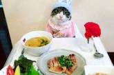 Кот за ужином: забавные фотки покорили Instagram. ФОТО