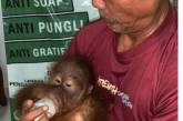 На Бали россиянин попытался вывезти из страны орангутанга в чемодане. ФОТО