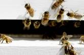 Пчелы могут использовать для общения электрическое поле