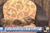 Юный морской лев устроил себе лежбище в кресле гостиницы