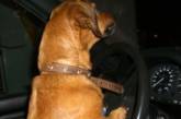 В США усевшаяся за руль автомобиля собака сбила пешехода