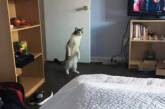 Забавные коты, умеющие ходить на задних лапках. ФОТО