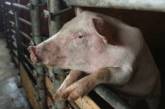 Ученые впервые выделили вирус африканской чумы свиней