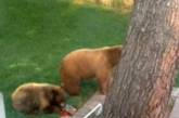 В Калифорнии медведи вломились в дом, съели всю еду и украли мешок с собачьим кормом