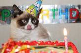 Grumpy Cat отметила первый день рождения