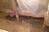 Монстр под кроватью: крокодил нашел странное место, чтобы отложить яйца. ФОТО