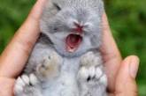 Забавные причины считать кроликов самыми милыми созданиями. ФОТО