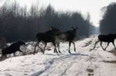 В американском штате водителям разрешили съедать сбитых животных