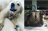 Rich Dogs Of Instagram: о жизни состоятельных собак. ФОТО