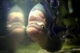 Американца наказали за жестокое обращение с аквариумной рыбкой. ФОТО