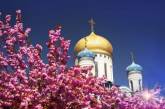 Где в Украине можно полюбоваться цветущей сакурой. ФОТО
