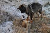 Невероятная дружба лиса и охотничьей собаки. Фото