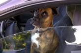 Пьяный россиянин устроил ДТП и пытался «посадить за руль» собаку. ФОТО