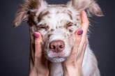 Портреты собак от этих фотографов способны поднять настроение. ФОТО