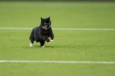 Черный кот устроил шоу во время матча на чемпионате Голландии