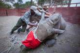 Спасение носорогов, у которых браконьеры отпилили рога. ФОТО