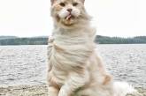 Забавные снимки кошек породы мейн-кун. ФОТО
