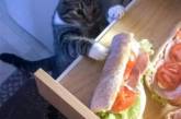 Забавные фотки котов, умеющих себя прокормить. ФОТО